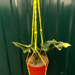 Yellow Double Macrame Plant Hanger 60 Inches 5mm - Hanging Planter Planter Pot Holder Plant Pattern Macrame Wall - thumbnail 3