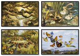 Richard Doyle Vintage Fairy Butterfly Illustrations Set Of 4 Art Prints Fairies, Pixies, Elves - thumbnail 1