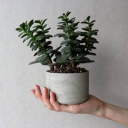Colorful Concrete Planter, 4 Inch - Modern Minimalist Succulent Pot - thumbnail 3