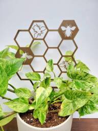Honeybee Hexagon Houseplant Trellis, Plant Support, 3D Printed, For Indoor Houseplants - thumbnail 1