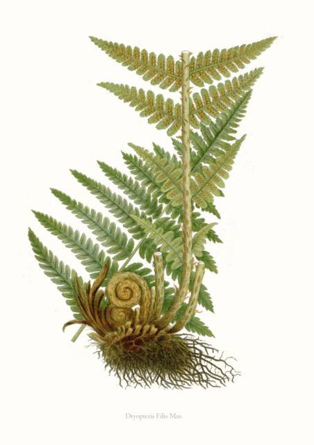 Fern Print, Dryoperis Filis Mas Countryside & Woodland Plant, Printed Onto Archival Heavy Weight Paper. Attractive Print For The Study - image 1
