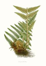 Fern Print, Dryoperis Filis Mas Countryside & Woodland Plant, Printed Onto Archival Heavy Weight Paper. Attractive Print For The Study - thumbnail 1