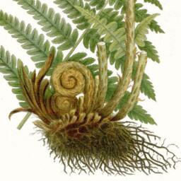 Fern Print, Dryoperis Filis Mas Countryside & Woodland Plant, Printed Onto Archival Heavy Weight Paper. Attractive Print For The Study - thumbnail 3