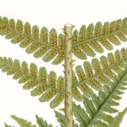 Fern Print, Dryoperis Filis Mas Countryside & Woodland Plant, Printed Onto Archival Heavy Weight Paper. Attractive Print For The Study - thumbnail 2