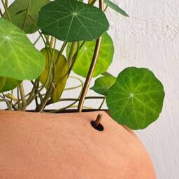 Terracotta Hanging Planter, Ceramic Plant Pot For Live House Plants - Us Shipping Includes All Taxes - thumbnail 2
