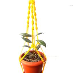 Yellow Mini Plant Hanger Macrame Hanging Planter 20 Inches 3mm Wall Indoor Or Outdoor Decor Gift Idea Flower Pot - thumbnail 2