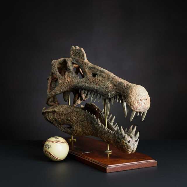 Spinosaurus Skull Replica Museum-Quality Fossil, Hand Painted By A Paleo-Artist, Christmas Gift - image 1