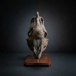 Spinosaurus Skull Replica Museum-Quality Fossil, Hand Painted By A Paleo-Artist, Christmas Gift - thumbnail 2