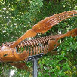 Plesiosaurus Skeleton 2M Steel Sculpture - thumbnail 3