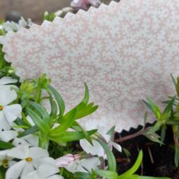Pink Squiggle Blackout Roman Blind With Ditsy Leaf Frill - thumbnail 2
