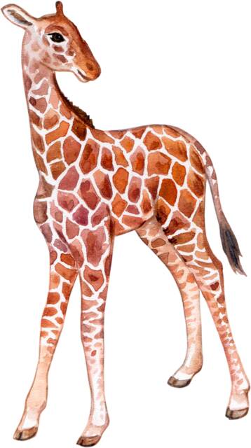 Nursery Wall Decals, Baby Giraffe & Safari Animals - Watercolor, Removable - Children Room Decor, African Wildlife Set - image 1