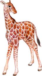 Nursery Wall Decals, Baby Giraffe & Safari Animals - Watercolor, Removable - Children Room Decor, African Wildlife Set - thumbnail 1