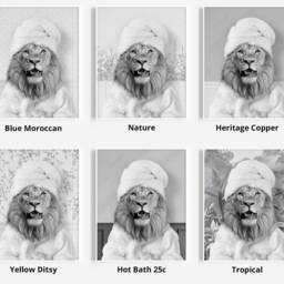 Black & White Lion in A Bathrobe Print, Bathing, Funny Bathroom Animal Towel On Head, Bath Robe, Whimsy - thumbnail 3