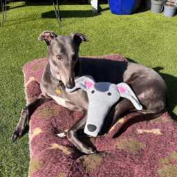 "Memory Sighthound Head Cushion. Made From Your Dog Blanket Approx Size 12"" L X 16" - thumbnail 4