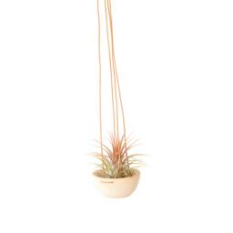 Minimal Wood + Leather Air Plant Hanger