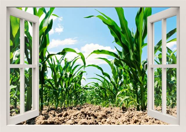 Corn Field Wall Sticker, Decal, 3D Window View Nature Mural, Effect Home Decor Living Room