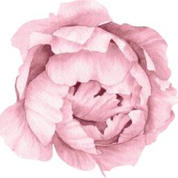 Light Pink Peony #19 Removable Wall Decal Individual Blooming Peonies Baby Girl Room Nursery Decor - Customize Your Own Sticker Set - thumbnail 4