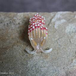 Favo The Nudibranch - Favorinus Pacificus - thumbnail 2