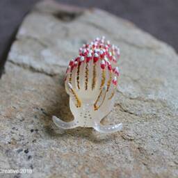 Favo The Nudibranch - Favorinus Pacificus - thumbnail 4