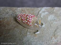 Favo The Nudibranch - Favorinus Pacificus