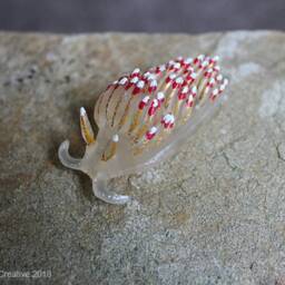 Favo The Nudibranch - Favorinus Pacificus - thumbnail 3