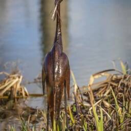 Handmade Heron - Recycled Metal. Egret Garden Sculpture.(Safe Place To Leave Parcel Needed & Contact Number For Large Box Delivery - thumbnail 3