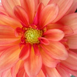 Orange & Pink Dahlia Pillow, Summer Floral Pillowcase, Photo Pillow Case, Pretty Pillowcase, 16x16 Cover, 18x18 Canvas Throw - thumbnail 2
