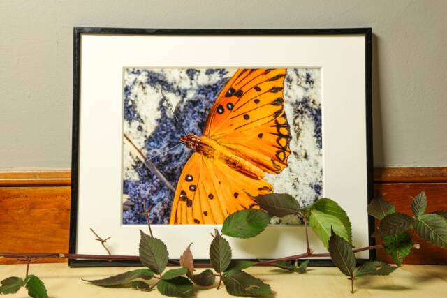 Monarch Butterfly Photograph, Calming Wall Art, Nursery Decor, Gardener Gift - image 1