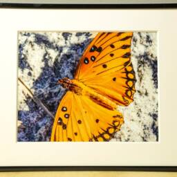 Monarch Butterfly Photograph, Calming Wall Art, Nursery Decor, Gardener Gift - thumbnail 2