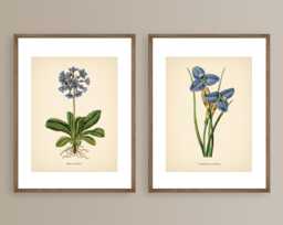 Blue Flowers Vintage Botanical Prints Set Of 2 Poster Wildflower Print Neutral Decor Wall Art - thumbnail 1