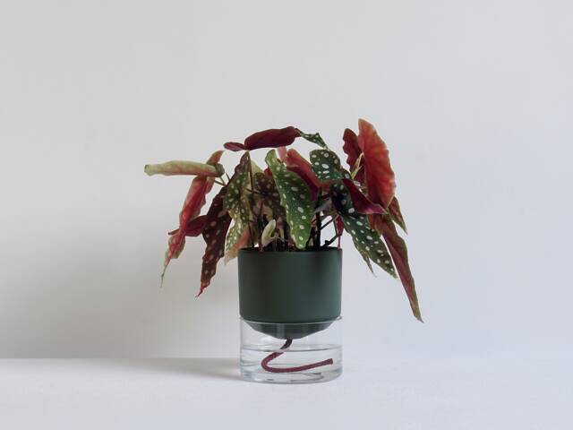 Kapi Small - Green - image 1