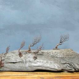 Windswept Ireland, Windswept, Trees, Irish, Landscape - thumbnail 3