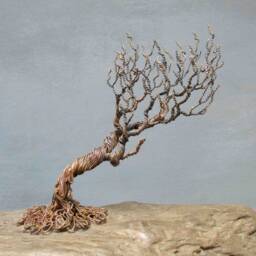 Windswept Ireland, Windswept, Trees, Irish, Landscape - thumbnail 4