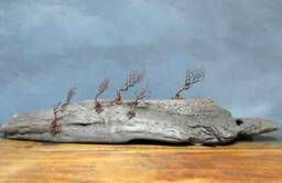 Windswept Ireland, Windswept, Trees, Irish, Landscape - thumbnail 1