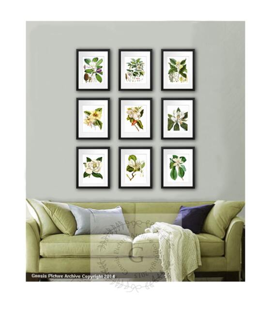 Magnolia Flowers Botanical Art Print Set Of 9 Illustrations - image 1