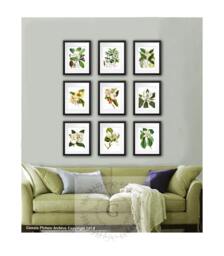 Magnolia Flowers Botanical Art Print Set Of 9 Illustrations - thumbnail 1