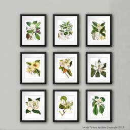 Magnolia Flowers Botanical Art Print Set Of 9 Illustrations - thumbnail 2
