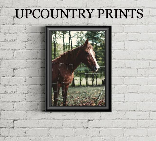 Horse Photograph Print Farmhouse Gallery Wall Art - Digital Download - image 1
