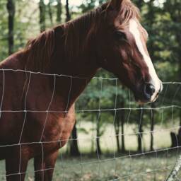 Horse Photograph Print Farmhouse Gallery Wall Art - Digital Download - thumbnail 4
