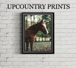 Horse Photograph Print Farmhouse Gallery Wall Art - Digital Download - thumbnail 1