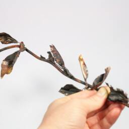 Rose Sculpture Handmade Out Of Copper Dried Long Stem Roses Metal Artwork Ooak Anniversary Wedding Birthday Gift Idea - Custom Order - thumbnail 3