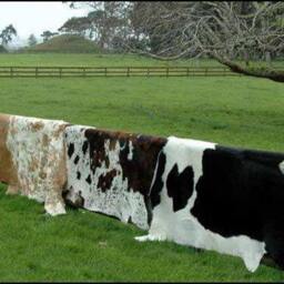 Cowhide Rug. Stripes 1.4 X 1.8M Peau De Vache. Cow Hide Rug Skin - thumbnail 3