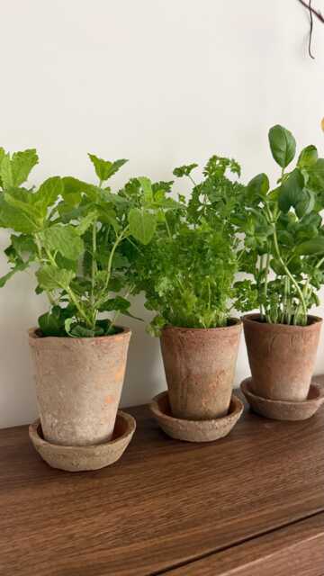 Small Pots Grow Your Own Herbs Kit - Set Of 3 Or 5 Terracotta Pots With Saucers & Seeds/ Indoor Kitchen Herb Garden/ Diy Garden Gift - image 1
