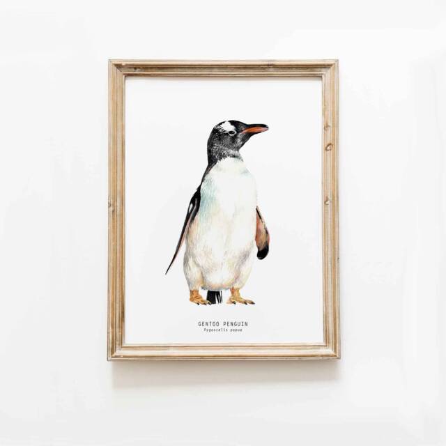 Gentoo Penguin Watercolor Fine Art Print - Bird Lover Gift Ocean, Coastal, Nautical Wall Nursery Penguins D??cor Pygoscelis Papua - image 1