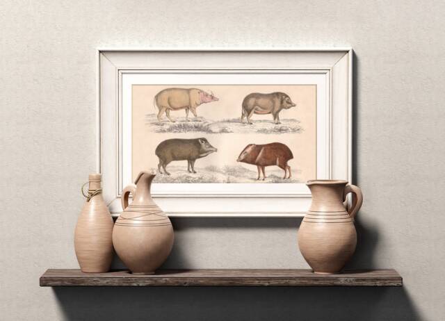 Vintage Pig Breeds Wall Art Print, Farmhouse Decor - image 1