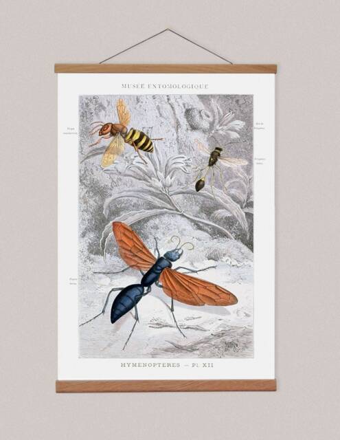 Entomology Canvas Print With Oak Wooden Hanger, Bees & Butterflies - image 1
