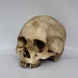 Old Skull. Plaster Of Paris Life Size Human Skull Replica - thumbnail 2