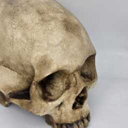 Old Skull. Plaster Of Paris Life Size Human Skull Replica - thumbnail 4