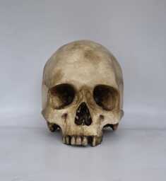 Old Skull. Plaster Of Paris Life Size Human Skull Replica - thumbnail 1