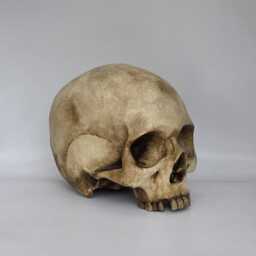 Old Skull. Plaster Of Paris Life Size Human Skull Replica - thumbnail 3